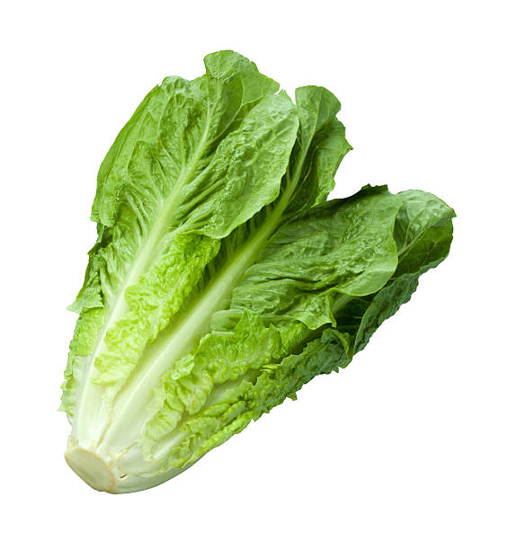Lattuga Romana