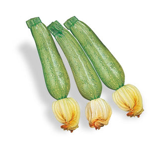 Zucchina chiara