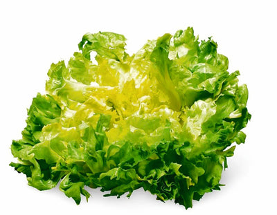 Scarola bianca